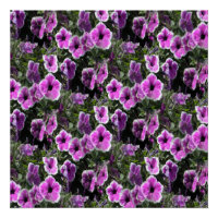 Petunia Land...