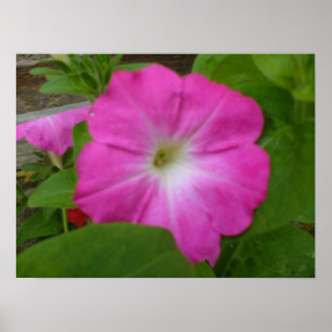 Poster Pétunia rose