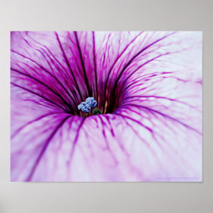 Poster Pétunia violet Fleur Photographie Art Imprimer