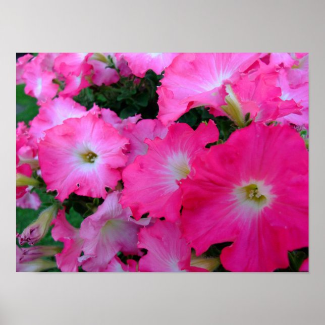 Poster Pétunias roses (Devant)