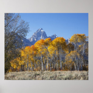 Poster Peupliers faux-trembles avec la chaîne de montagne