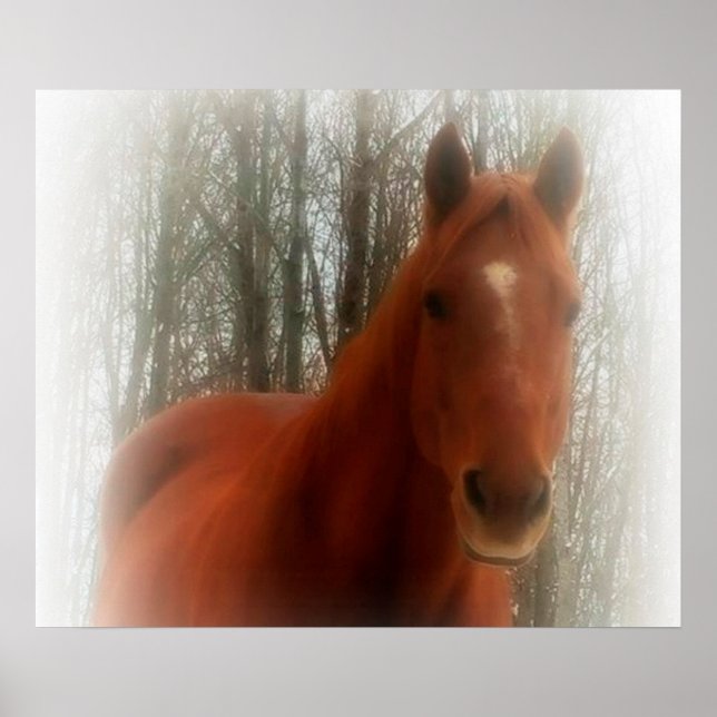 Poster/Pferd im Wald Poster (Vorne)