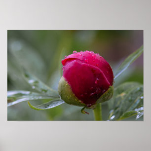 Poster Pfingstrosen-Blütenknospe nach dem Regen Fo