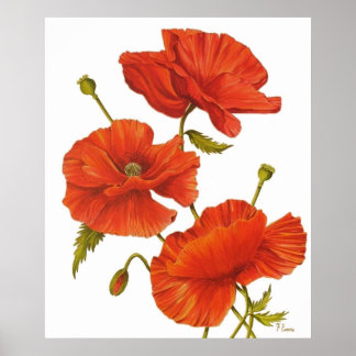 Poster - Pflaumen auf Weiß