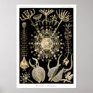 Poster Phaeodaria   61 Or   Ernst Haeckel  