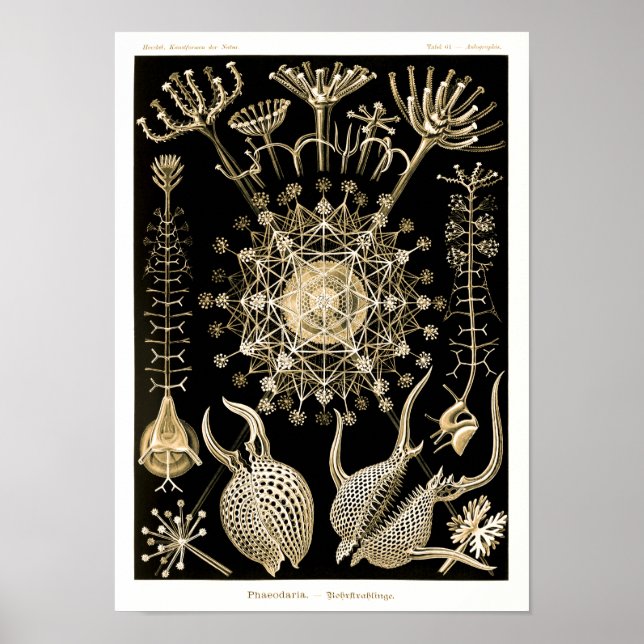Poster Phaeodaria | 61 Or | Ernst Haeckel | (Devant)