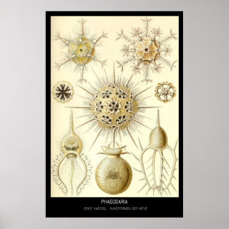 Poster Phaeodaria - Plaque 1-Kunstformen der Natur