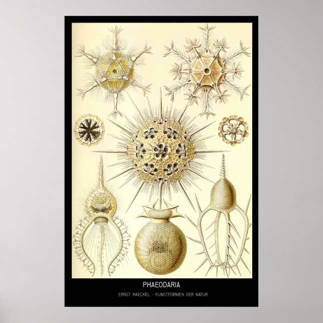 Poster Phaeodaria - Plaque 1-Kunstformen der Natur (Devant)