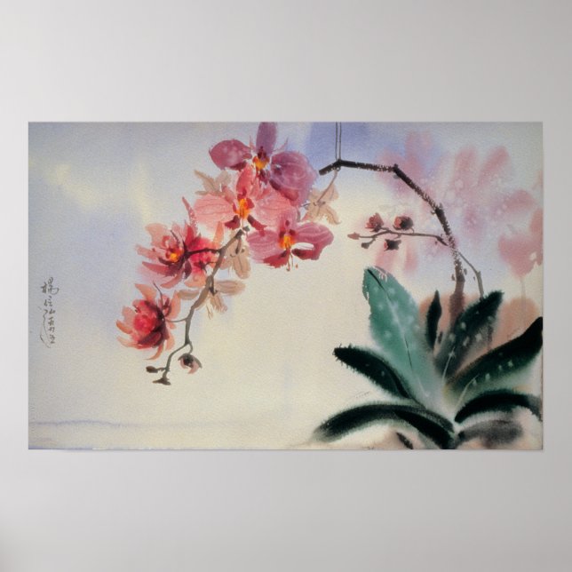 Poster Phalaenopsis (Devant)