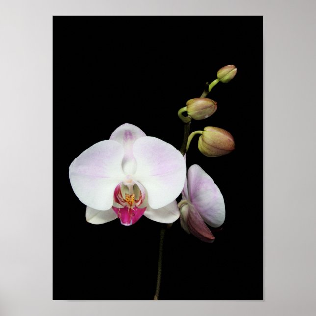 Poster "Phalaenopsis" (Vorne)