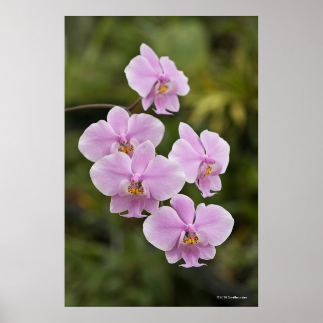 Poster Phalaenopsis Schilleriana (Devant)