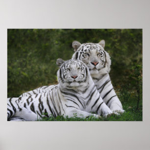Poster Phase blanche, Tigre du Bengale, Tigris