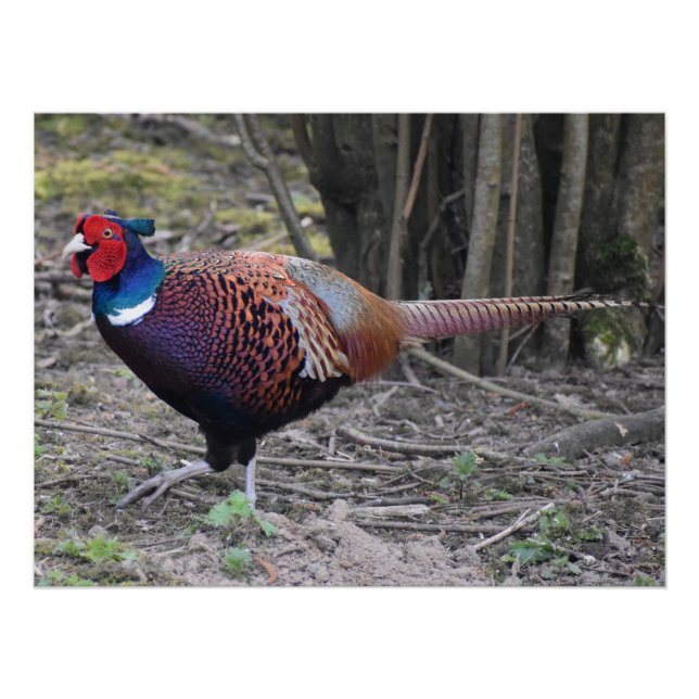 Poster Pheasant (Devant)