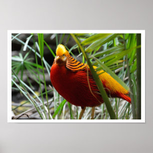 Poster Pheasant d'or