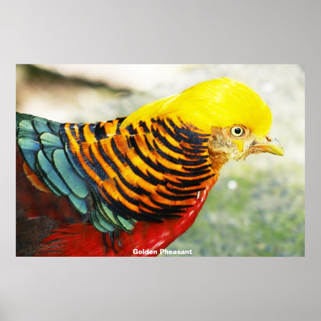 Poster Pheasant d'or (Devant)