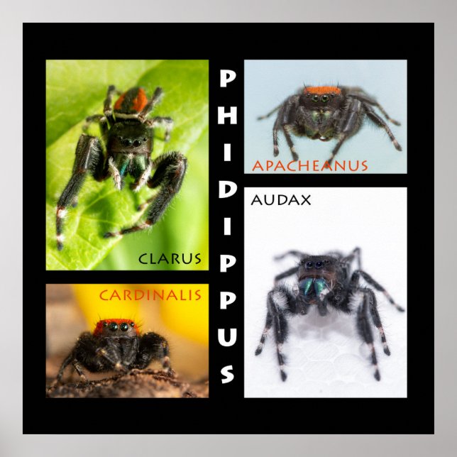 Poster Phidippus saut d'araignée (Devant)