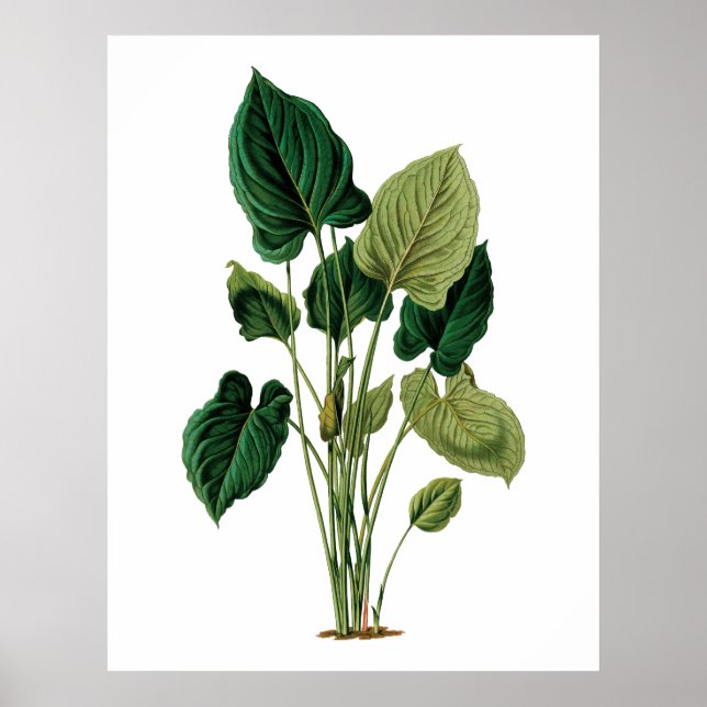 Poster Philodendron grand feuille tropical (Devant)