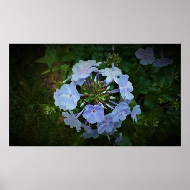 Poster Phlox, (Devant)