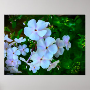 Poster Phlox,