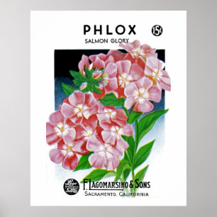 Poster Phlox