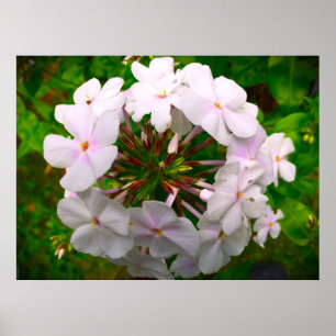 Poster Phlox,