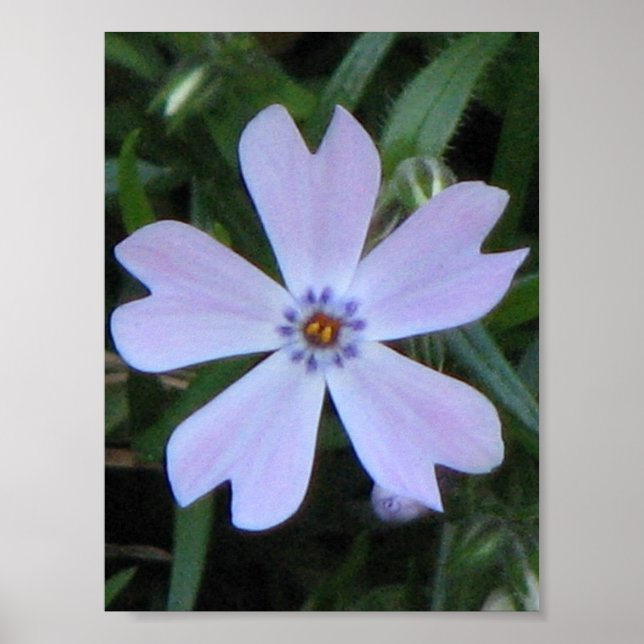 Poster Phlox pourpre (Devant)