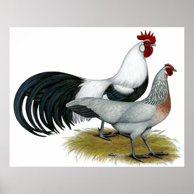 Poster Phoenix : Paire de caniche en argent (Devant)