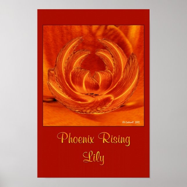Poster Phoenix Rising Lily (Devant)