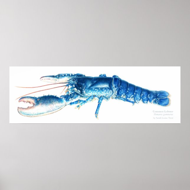 Poster Phomard bleu bleu bleu aquarelle imprimé grand (Devant)