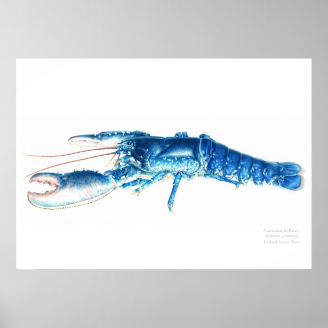 Poster Phomard bleu bleu bleu aquarelle imprimé grand (Devant)