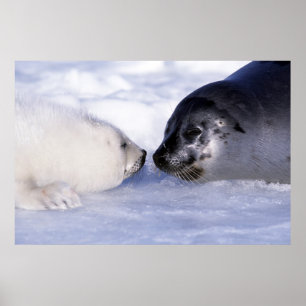 Poster Phoque de Groenland mère avec son petit