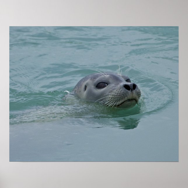 Poster Phoque du port nageant dans le lac glaciaire Jokul (Devant)