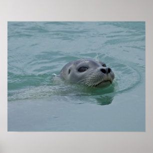 Poster Phoque marin nageant dans le lac glaciaire Jokulsa