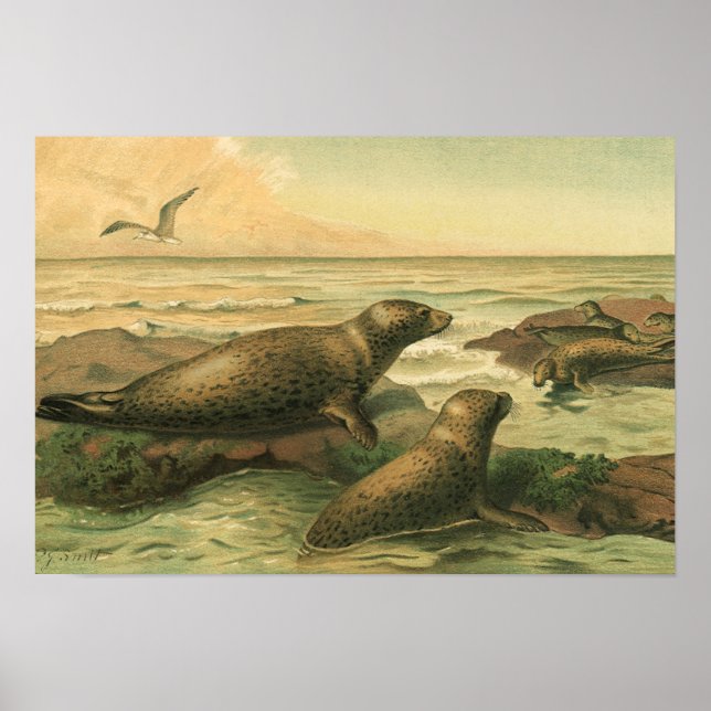Poster Phoques léopards, Animaux aquatiques vintage Vie m (Devant)