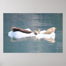 Poster Phoques sur glace
