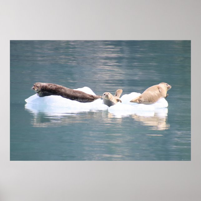 Poster Phoques sur glace (Devant)