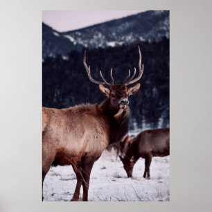 POSTER PHOTO À PEU PRÈS CONCENTRÉE DU CERF BROWN