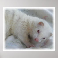 Photo Albino Ferret