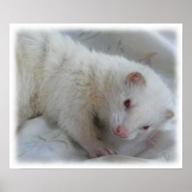 Poster Photo Albino Ferret (Devant)