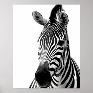 Poster Photo animale de jungle sauvage de zèbre noire et