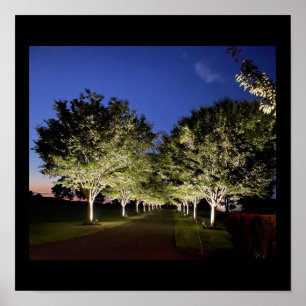 Poster photo Arbres à la nuit