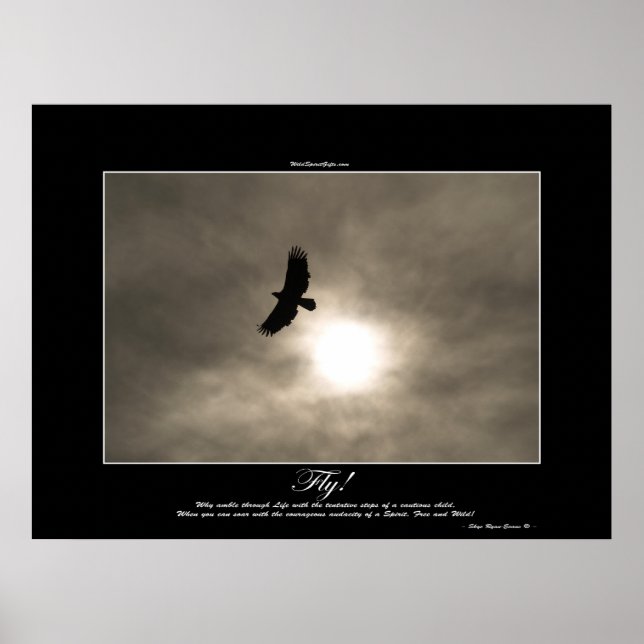 Poster photo Bald Eagle & Sun (Devant)