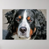 Photo Bernese Mountain Dog