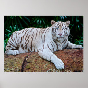Poster photo blanc Tiger Repose