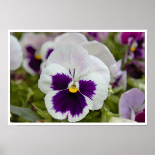Poster Photo blanc violet Pansy
