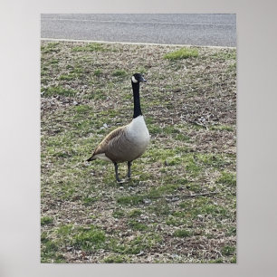 Poster photo Canada Goose