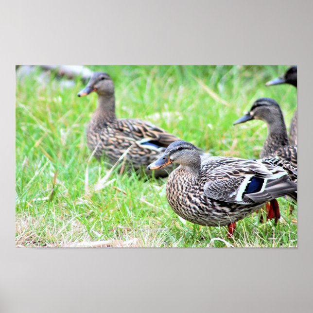 Poster photo Canards (Devant)