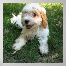 Poster photo Cavachon customisé, Chien