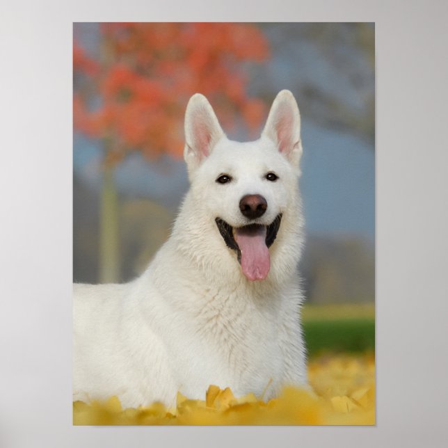 Poster Photo Chien de Berger Suisse Blanche, mignonne Ami (Devant)