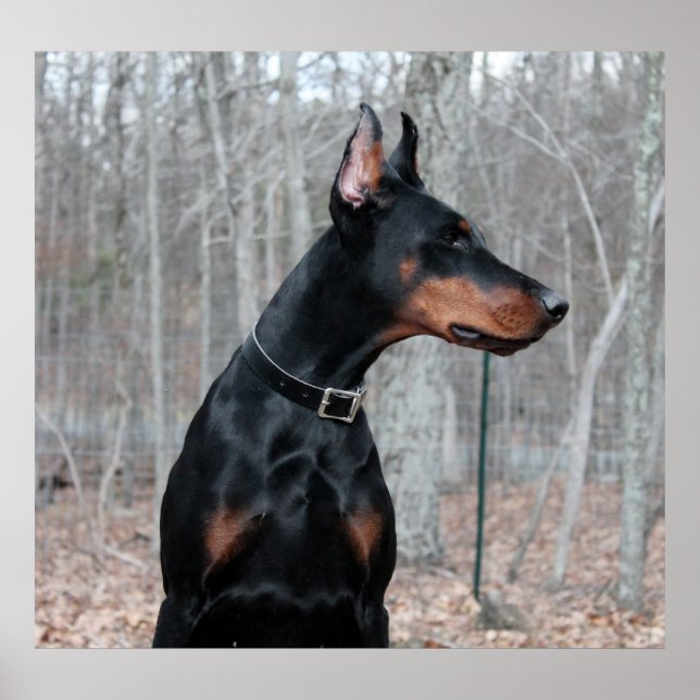 Poster Photo classique Doberman (Devant)